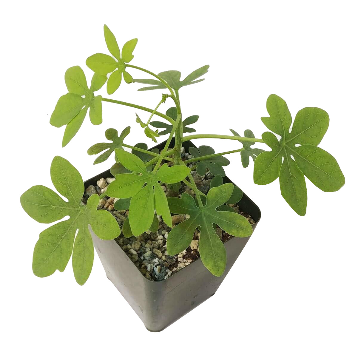 Adenia glauca for sale, succulent care tips, Rare succulents, succulents garden, succulent care guide, succulent plant, succulent care, cactus, succulents store in CA, Adenia glauca in California, How to grow Adenia glauca, rare succulents, rare succulents for sale, unique succulents, buy succulents online, rare succulent, succulent shop, unusual succulents, succulent store, succulents online