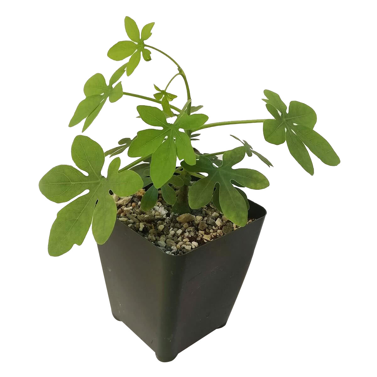 Adenia glauca for sale, succulent care tips, Rare succulents, succulents garden, succulent care guide, succulent plant, succulent care, cactus, succulents store in CA, Adenia glauca in California, How to grow Adenia glauca, rare succulents, rare succulents for sale, unique succulents, buy succulents online, rare succulent, succulent shop, unusual succulents, succulent store, succulents online