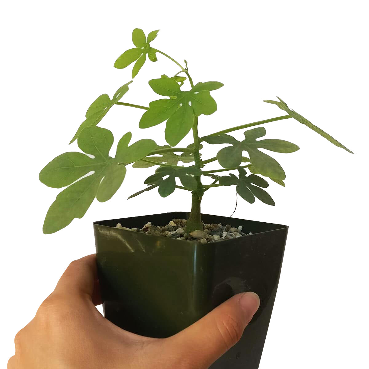 elephants foot succulent Elephant's Foot Adenia Glauca for Sale | Succulent Care