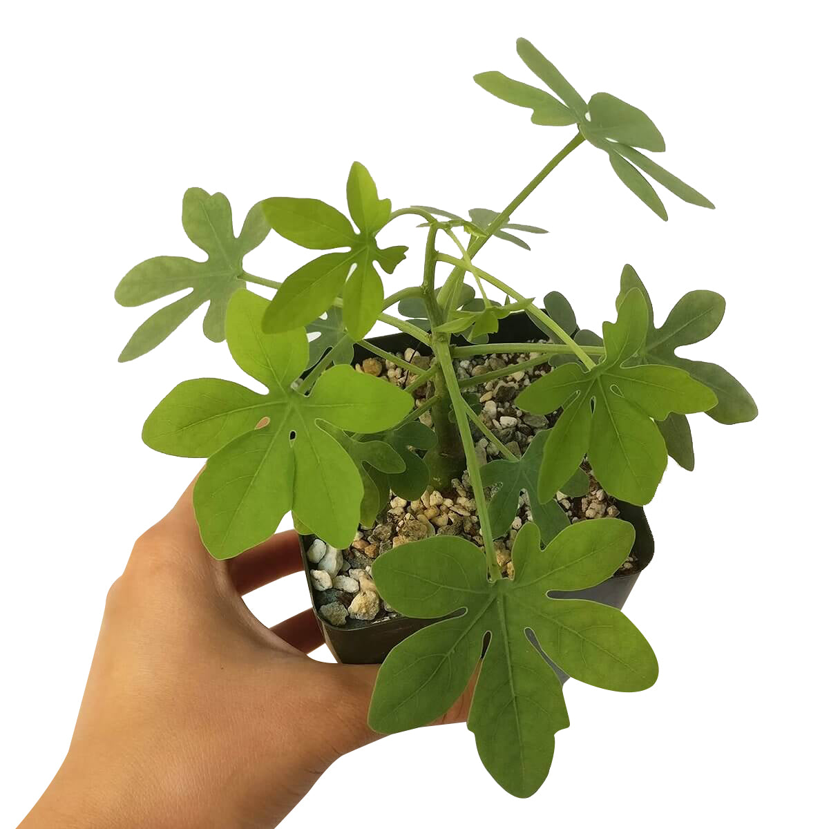 elephant foot succulent Elephant's Foot Adenia Glauca for Sale | Succulent Care