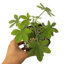 Adenia glauca for sale, succulent care tips, Rare succulents, succulents garden, succulent care guide, succulent plant, succulent care, cactus, succulents store in CA, Adenia glauca in California, How to grow Adenia glauca, rare succulents, rare succulents for sale, unique succulents, buy succulents online, rare succulent, succulent shop, unusual succulents, succulent store, succulents online