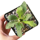 Elephant&#39;s Trunk for sale, succulent care, succulent care tips, Succulents, succulent subscription, succulents store in CA, succulent plant, cactus, succulents shop in California, Elephant&#39;s Trunk in California, How to grow Elephant&#39;s Trunk, rare succulents, rare succulents for sale, unique succulents, buy succulents online, rare succulent, succulent shop, unusual succulents, succulent store, succulents online