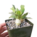 Elephant&#39;s Trunk for sale, succulent care, succulent care tips, Succulents, succulent subscription, succulents store in CA, succulent plant, cactus, succulents shop in California, Elephant&#39;s Trunk in California, How to grow Elephant&#39;s Trunk, rare succulents, rare succulents for sale, unique succulents, buy succulents online, rare succulent, succulent shop, unusual succulents, succulent store, succulents online