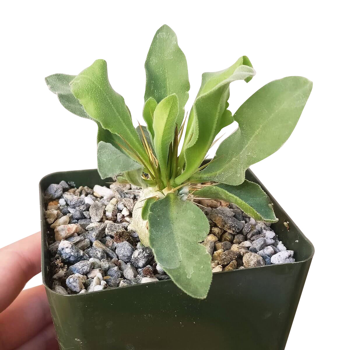 Elephant&#39;s Trunk for sale, succulent care, succulent care tips, Succulents, succulent subscription, succulents store in CA, succulent plant, cactus, succulents shop in California, Elephant&#39;s Trunk in California, How to grow Elephant&#39;s Trunk, rare succulents, rare succulents for sale, unique succulents, buy succulents online, rare succulent, succulent shop, unusual succulents, succulent store, succulents online