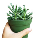 Elkhorn Plant for Sale, how to grow succulents, succulent plant, succulent care tips, succulent subscription, Rare succulents, succulent care guide, succulent care, Succulents shop near me, Elkhorn Plant in California, How to grow Elkhorn Plant, rare succulents, rare succulents for sale, unique succulents, buy succulents online, rare succulent, succulent shop, unusual succulents, succulent store, succulents online