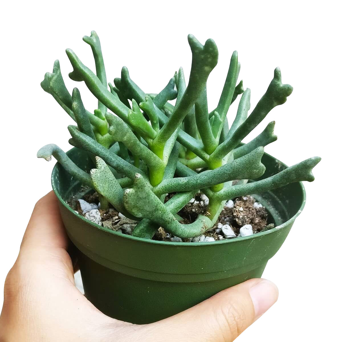 Elkhorn Plant for Sale, how to grow succulents, succulent plant, succulent care tips, succulent subscription, Rare succulents, succulent care guide, succulent care, Succulents shop near me, Elkhorn Plant in California, How to grow Elkhorn Plant, rare succulents, rare succulents for sale, unique succulents, buy succulents online, rare succulent, succulent shop, unusual succulents, succulent store, succulents online