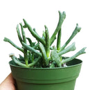 Elkhorn Plant for Sale, how to grow succulents, succulent plant, succulent care tips, succulent subscription, Rare succulents, succulent care guide, succulent care, Succulents shop near me, Elkhorn Plant in California, How to grow Elkhorn Plant, rare succulents, rare succulents for sale, unique succulents, buy succulents online, rare succulent, succulent shop, unusual succulents, succulent store, succulents online