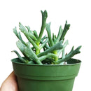 Elkhorn Plant for Sale, how to grow succulents, succulent plant, succulent care tips, succulent subscription, Rare succulents, succulent care guide, succulent care, Succulents shop near me, Elkhorn Plant in California, How to grow Elkhorn Plant, rare succulents, rare succulents for sale, unique succulents, buy succulents online, rare succulent, succulent shop, unusual succulents, succulent store, succulents online