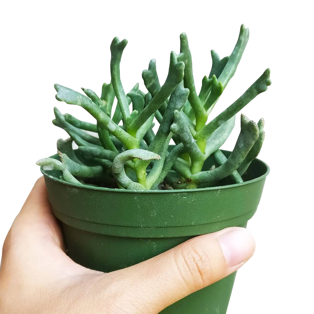 Elkhorn Plant for Sale, how to grow succulents, succulent plant, succulent care tips, succulent subscription, Rare succulents, succulent care guide, succulent care, Succulents shop near me, Elkhorn Plant in California, How to grow Elkhorn Plant, rare succulents, rare succulents for sale, unique succulents, buy succulents online, rare succulent, succulent shop, unusual succulents, succulent store, succulents online