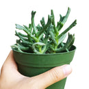 Elkhorn Plant for Sale, how to grow succulents, succulent plant, succulent care tips, succulent subscription, Rare succulents, succulent care guide, succulent care, Succulents shop near me, Elkhorn Plant in California, How to grow Elkhorn Plant, rare succulents, rare succulents for sale, unique succulents, buy succulents online, rare succulent, succulent shop, unusual succulents, succulent store, succulents online