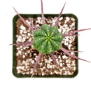 Euphorbia Enopla in California, How to grow Euphorbia Enopla, Pincushion Euphorbia, cactus, cactus succulent, succulent cactus, cacti, cactus and succulents, succulents box, succulent shop, buy succulents online