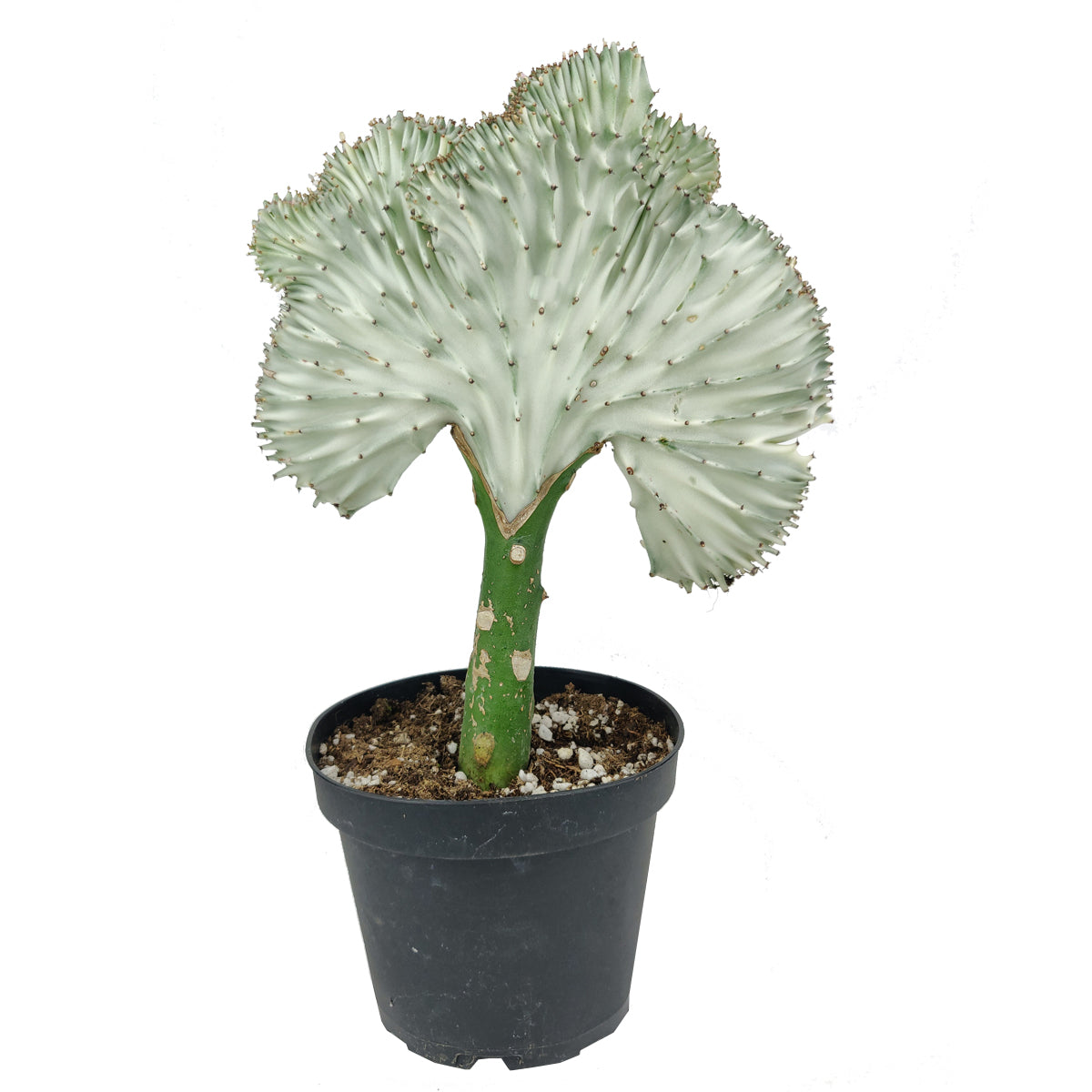 Mermaid Tail Succulent, monthly succulents, succulent care, succulent care guide, Succulents shop near me, indoor succulents, succulents garden, cactus, succulent subscription, Mermaid Tail Succulent in California, How to grow Mermaid Tail Succulent, Rare Crested Pink Cactus, rare succulent, cactus, cactus succulent, succulent cactus, cacti, cactus and succulents, succulents box, succulent shop, buy succulents online