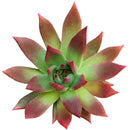  indoor succulents, echeveria, echeveria succulent, echeveria types, succulent echeveria, buy succulents online, succulent shop, succulent store, echeveria plant, colorful succulent plants