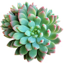 How to care for blue elf Succulent, How to make your succulent pink, How to change succulent color, How to make blue elf Succulent turn pink, Succulent turning pink, How to make succulents change color, How to grow colorful succulents, echeveria, echeveria succulent, echeveria types, succulent echeveria, buy succulents online, succulent shop, succulent store, echeveria plant, indoor succulents