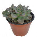 echeveria succulent, echeveria types, succulent echeveria, buy succulents online, succulent shop, succulent store, echeveria plant, indoor succulents