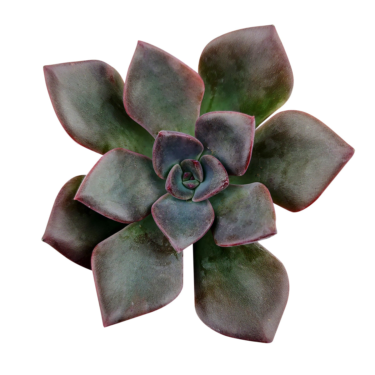 succulent plants for sale amazon Gift Plant | Colorful Succulents