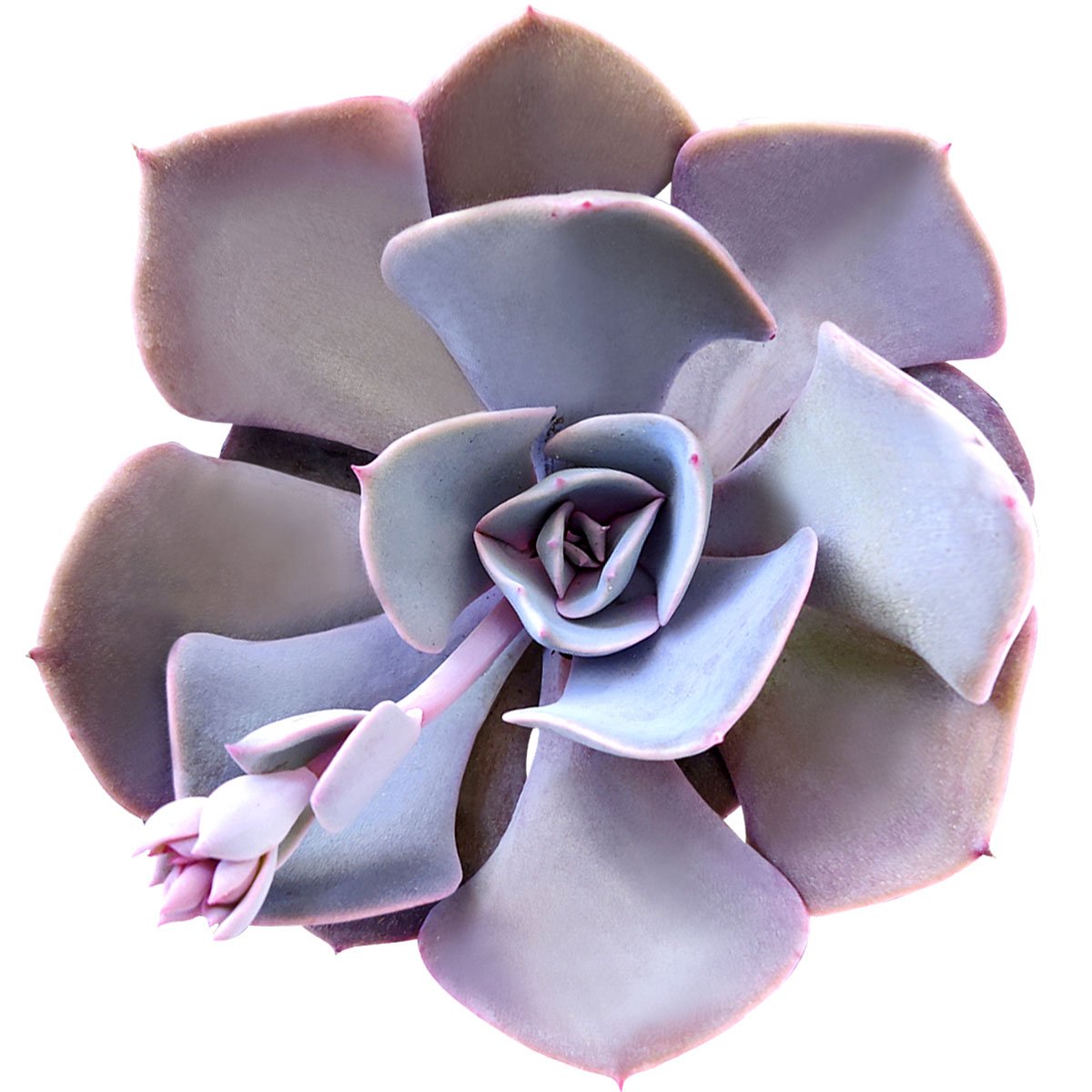 vibrant succulents Random Colorful Succulent - Rare Vibrant Colors