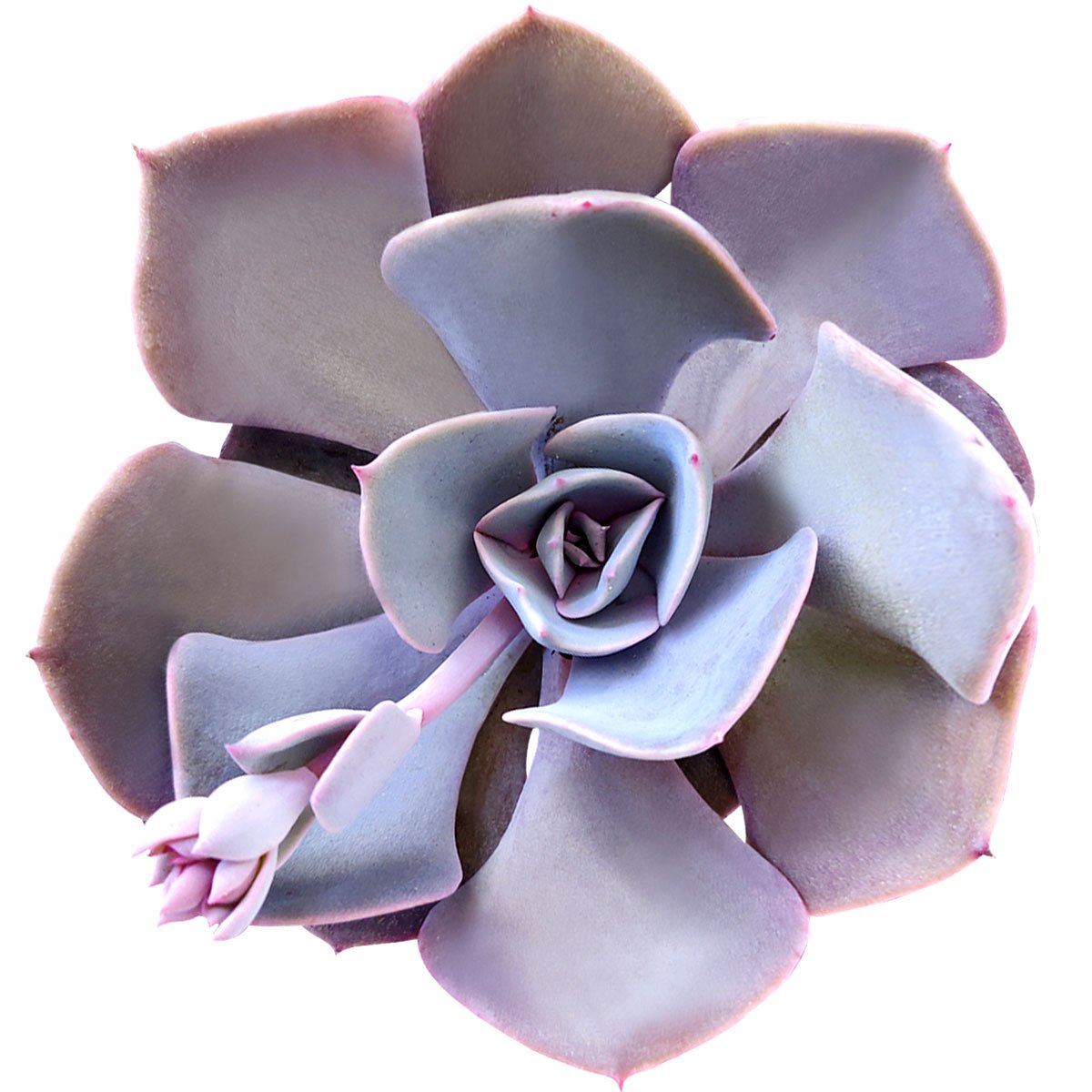 2 inch Succulent Randomly Picked, Types of succulents for sale, Colorful Succulents Collection