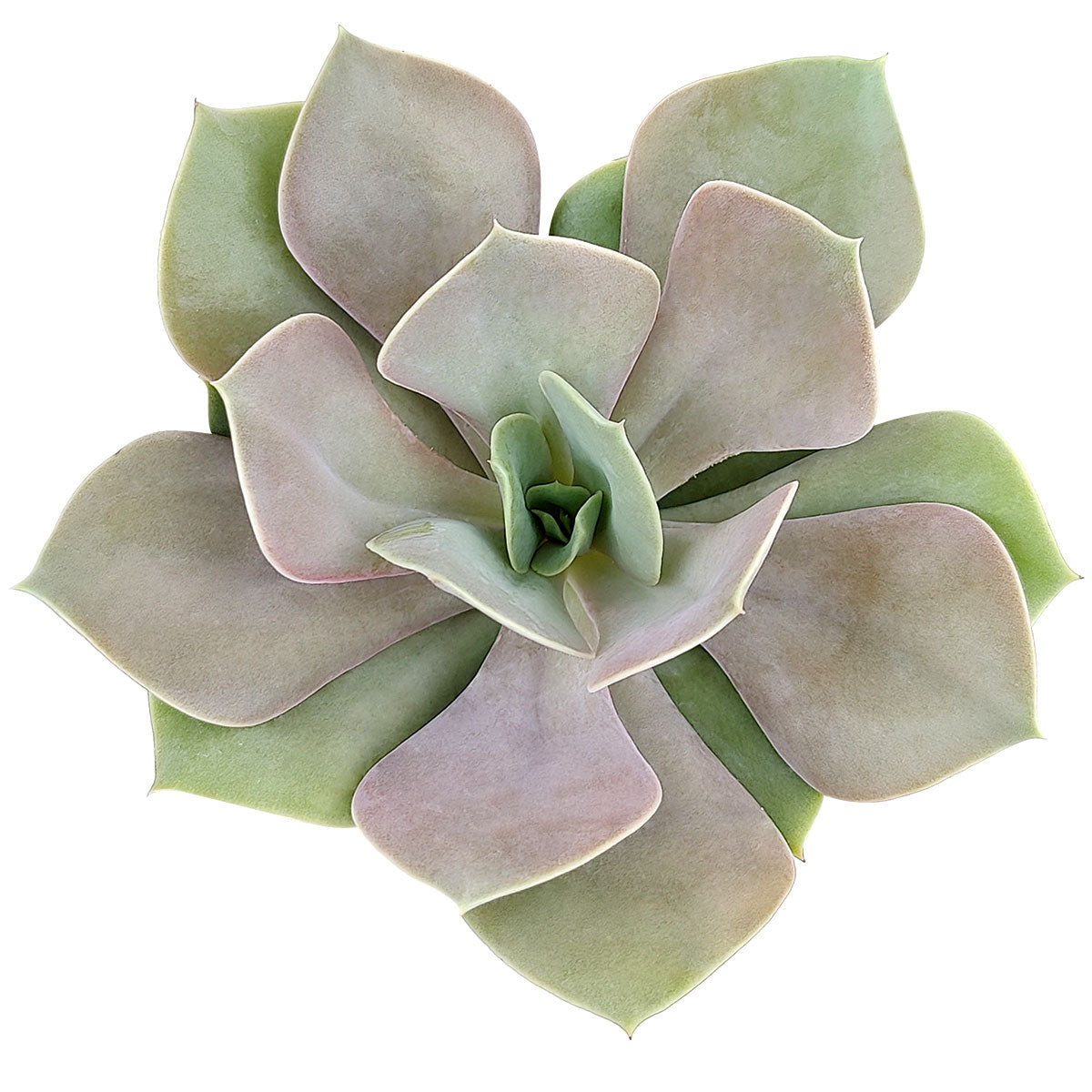 buy echeveria lolita live succulent 2 inch online, opalescent champagne and mauve rosette leaves, powdery farina coating, compact tight rosette form, drought tolerant and pet safe, elegant desk or windowsill accent, perfect gift for succulent lovers