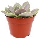 echeveria succulent, echeveria types, succulent echeveria, buy succulents online, succulent shop, succulent store, echeveria plant, indoor succulents