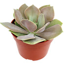 echeveria succulent, echeveria types, succulent echeveria, buy succulents online, succulent shop, succulent store, echeveria plant, indoor succulents