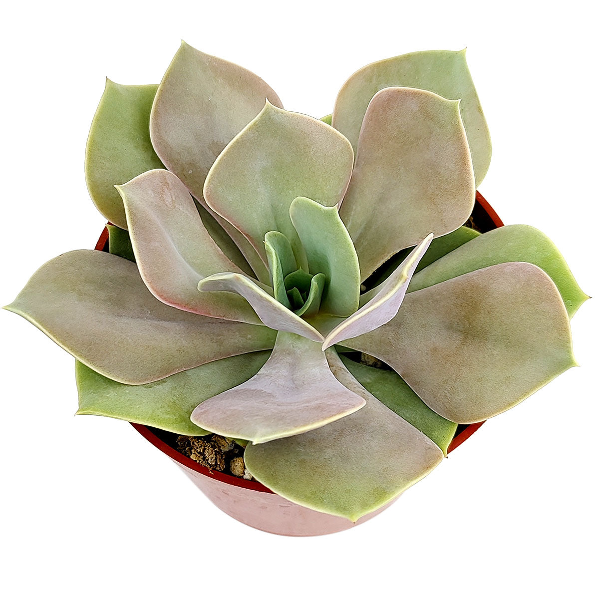 Echeveria Lolita for sale, how to grow succulents, succulents garden, Succulents shop near me, Rare succulents, succulent care, Succulents, succulents store in CA, Echeveria Compressicaulis Succulent in California, How to grow Echeveria Lolita Succulent, Echeveria for thanksgiving, echeveria, echeveria succulent, echeveria types, succulent echeveria, buy succulents online, succulent shop, succulent store, echeveria plant, indoor succulents