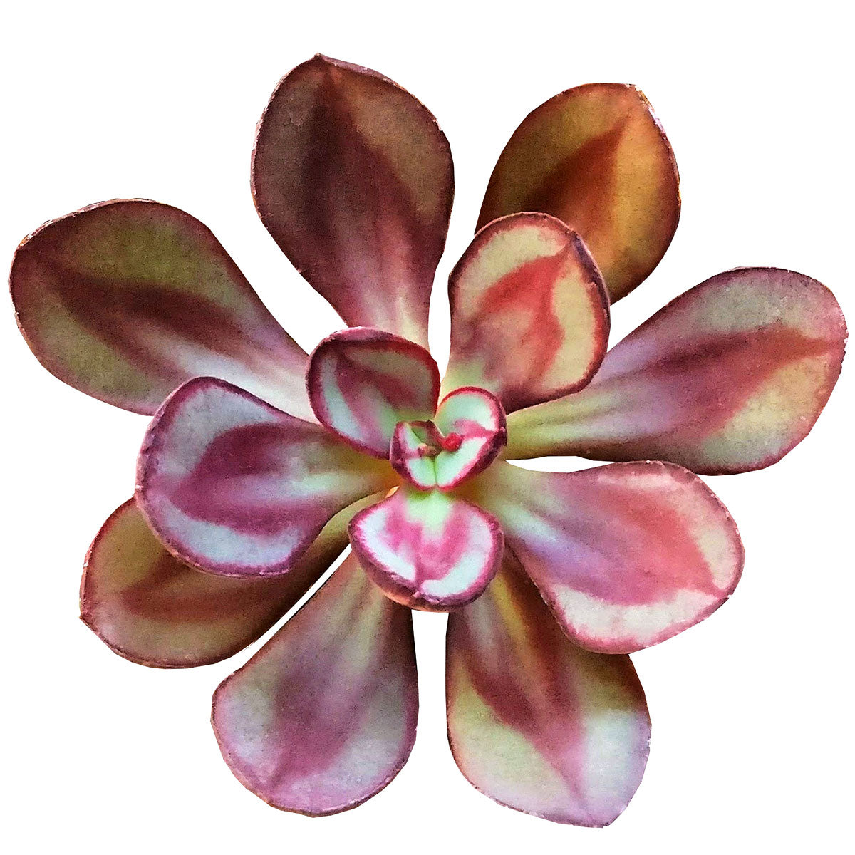 Echeveria nodulosa for sale, how to grow succulents, indoor succulents, succulent plant, succulent care, Rare succulents, succulent subscription, monthly succulents, Succulents shop near me, Echeveria nodulosa in California, How to grow Echeveria nodulosa, Easter echeveria gift, Echeveria gift for thanksgiving, Easter eggs echeveria, echeveria, echeveria succulent, echeveria types, succulent echeveria, buy succulents online, succulent shop, succulent store, echeveria plant,  indoor succulents