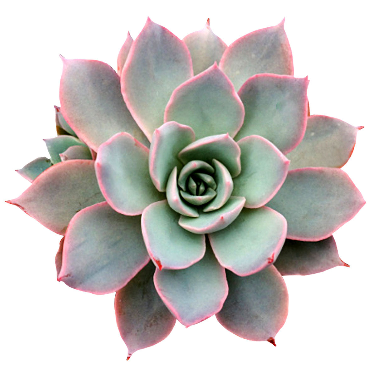 succulent with pink Echeveria Subsessilis Pink Succulent