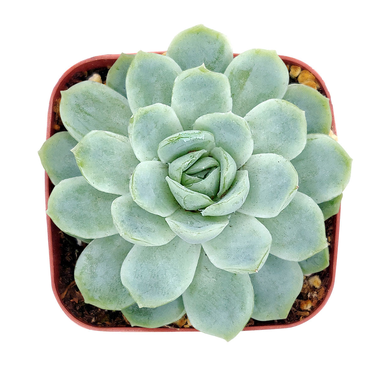 succulents from mexico Echeveria Elegans Mexican Snowballs Succulent