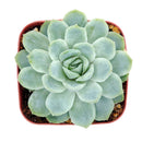 Echeveria Elegans for sale, succulent care guide, monthly succulents, Rare succulents, succulents store in CA, succulent care, succulents garden, Succulents shop near me, Echeveria Elegans in California