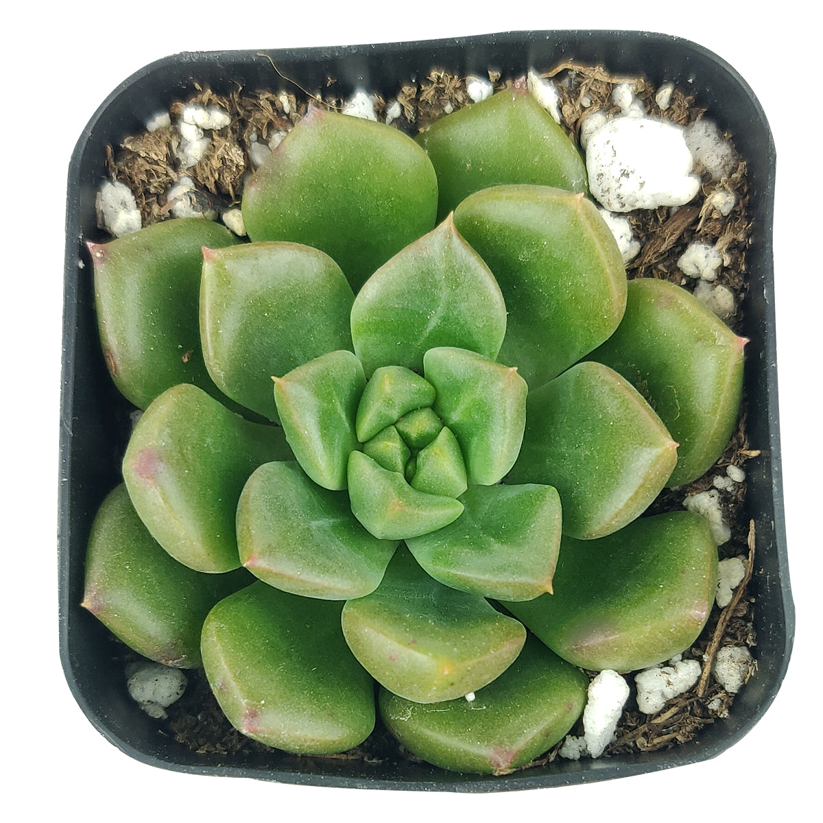 emerald succulent Echeveria Emerald Ripple for Sale