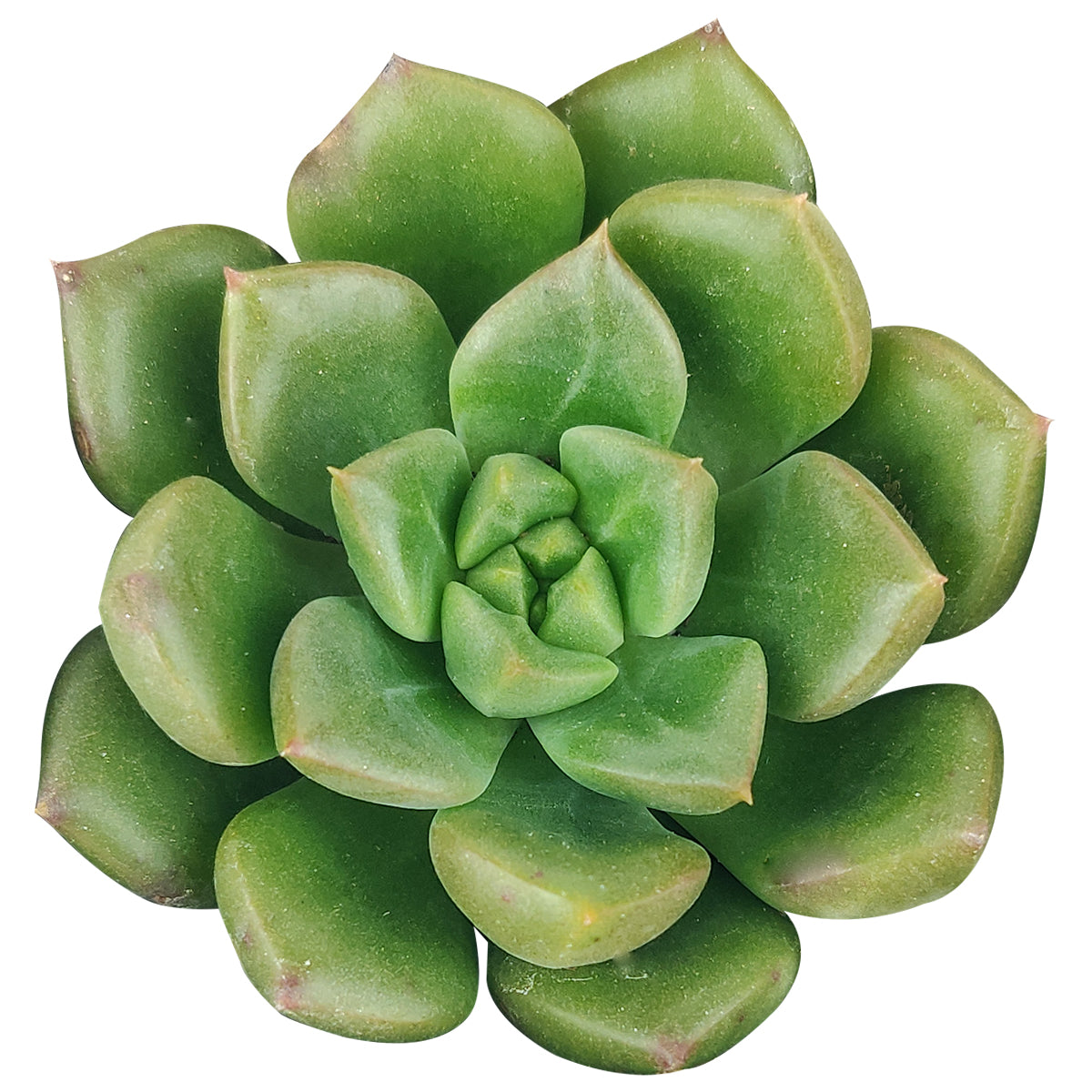 emerald ripple succulent Echeveria Emerald Ripple for Sale