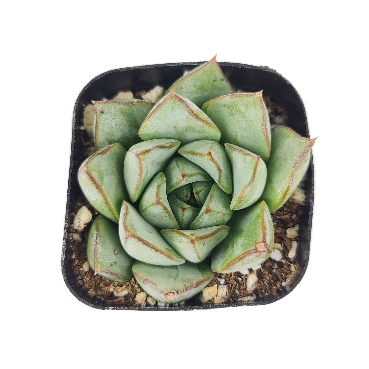 Echeveria Glory, Echeveria Glory succulent, Echeveria Glory care, Echeveria Glory for sale, Echeveria Glory care guide, how to care for Echeveria Glory, rosette succulents, Echeveria Glory rosette, Echeveria Glory rosette succulent