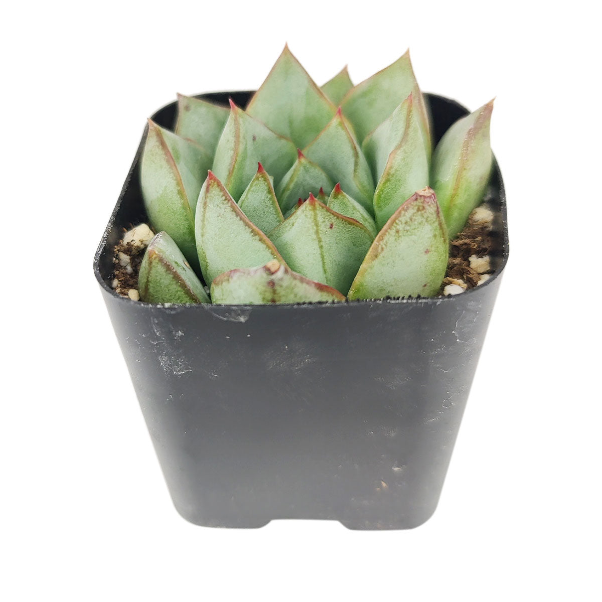 Echeveria Glory, Echeveria Glory succulent, Echeveria Glory care, Echeveria Glory for sale, Echeveria Glory care guide, how to care for Echeveria Glory, rosette succulents, Echeveria Glory rosette, Echeveria Glory rosette succulent