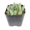 Echeveria Glory, Echeveria Glory succulent, Echeveria Glory care, Echeveria Glory for sale, Echeveria Glory care guide, how to care for Echeveria Glory, rosette succulents, Echeveria Glory rosette, Echeveria Glory rosette succulent