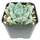 Echeveria Subalpina var, Perote, succulent, Rare succulents, Succulents shop near me, succulents garden, Succulents, succulent subscription, succulents shop in California, Echeveria Subalpina var. Perote in California, How to grow Echeveria Subalpina var. Perote, Echeveria for thanksgiving, How to care echeveria succulents for thanksgiving, echeveria, echeveria succulent, echeveria types, succulent echeveria, buy succulents online, succulent shop, succulent store, echeveria plant, indoor succulents
