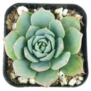 Echeveria Subalpina var, Perote, succulent, Rare succulents, Succulents shop near me, succulents garden, Succulents, succulent subscription, succulents shop in California, Echeveria Subalpina var. Perote in California, How to grow Echeveria Subalpina var. Perote, Echeveria for thanksgiving, How to care echeveria succulents for thanksgiving, echeveria, echeveria succulent, echeveria types, succulent echeveria, buy succulents online, succulent shop, succulent store, echeveria plant, indoor succulents
