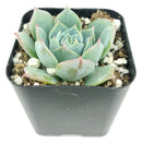 Echeveria Subalpina var, Perote, succulent, Rare succulents, Succulents shop near me, succulents garden, Succulents, succulent subscription, succulents shop in California, Echeveria Subalpina var. Perote in California, How to grow Echeveria Subalpina var. Perote, Echeveria for thanksgiving, How to care echeveria succulents for thanksgiving, echeveria, echeveria succulent, echeveria types, succulent echeveria, buy succulents online, succulent shop, succulent store, echeveria plant, indoor succulents
