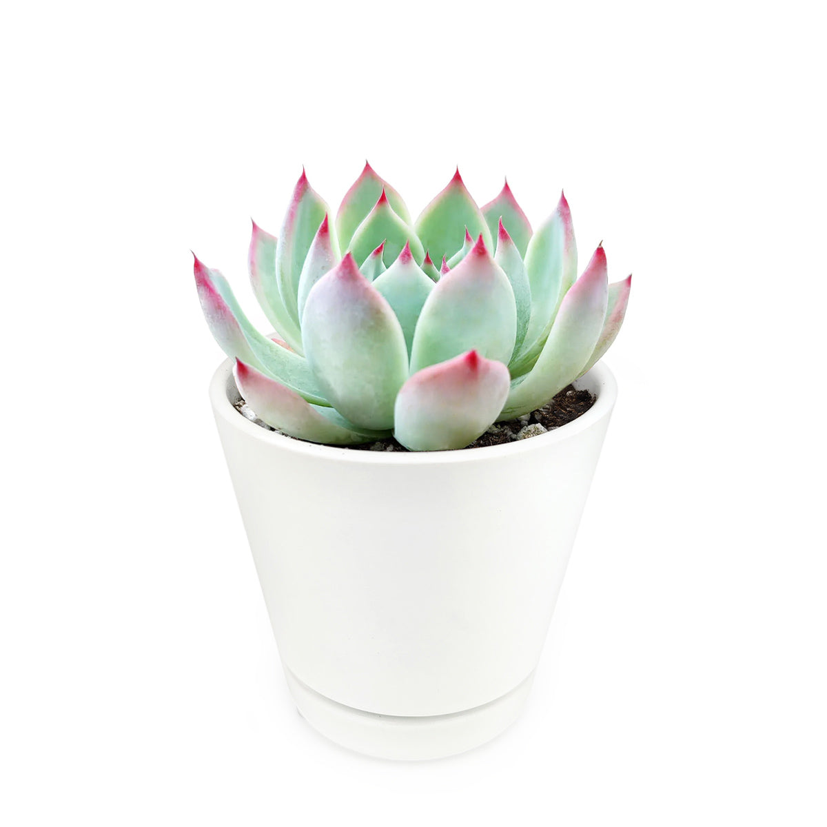 echeveria in 6 inch minimalist pot, succulents in 6 inch pot for sale, buy echeveria in pot online