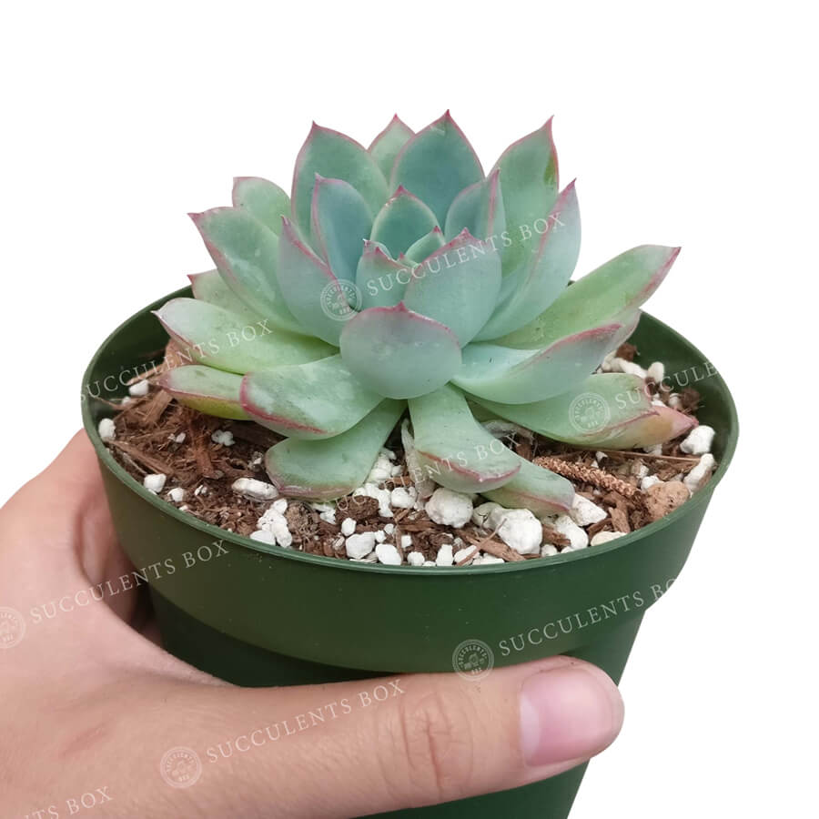 succulents apopka Echeveria Apus Succulent Hybrids | Succulent Gift Ideas