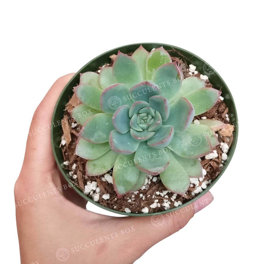 succulents us Echeveria Apus Succulent Hybrids | Succulent Gift Ideas