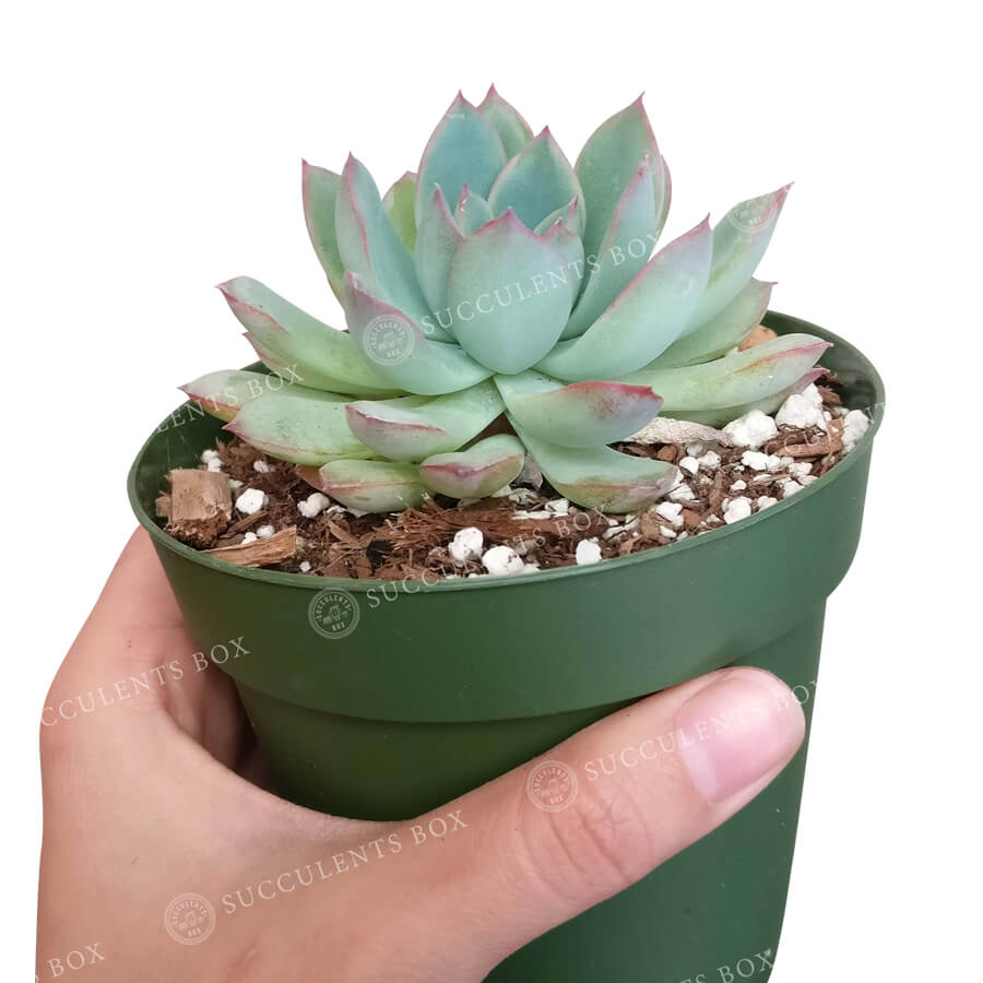 Echeveria Apus Care, indoor succulents, succulent care guide, Rare succulents, succulent care tips, succulents garden, Succulents, succulent subscription, how to grow succulents, Echeveria Apus in California, How to grow Echeveria Apus, Echeveria for thanksgiving, How to care echeveria succulents for thanksgiving, indoor succulents, echeveria, echeveria succulent, echeveria types, succulent echeveria, buy succulents online, succulent shop, succulent store, echeveria plant