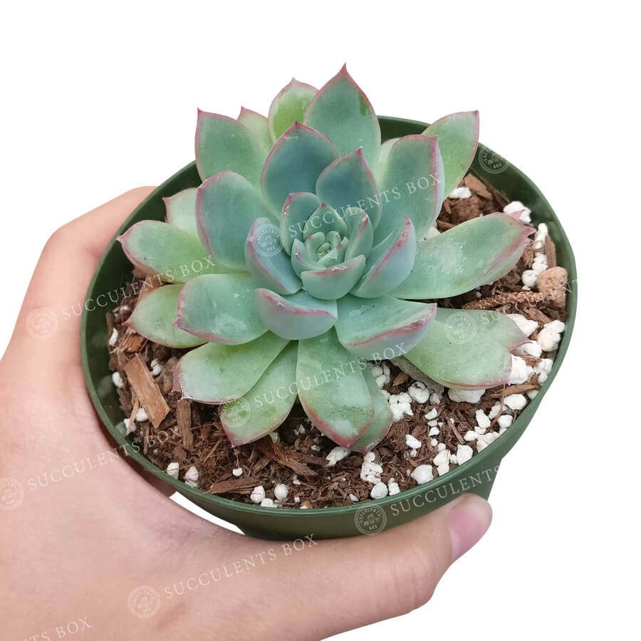 Easter echeveria gift, Echeveria gift for thanksgiving, Easter eggs echeveria, Echeveria Apus Propagation, succulents store in CA, succulents garden, Succulents shop near me, indoor succulents, monthly succulents, succulent care, how to grow succulents, Echeveria Apus Propagation in California, How to grow Echeveria Apus Propagation, indoor succulents, echeveria, echeveria succulent, echeveria types, succulent echeveria, buy succulents online, succulent shop, succulent store, echeveria plant