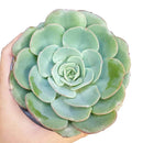 Echeveria Atlantis for sale, Succulents, indoor succulents, succulent care, succulent plant, succulents shop in California, monthly succulents, Echeveria Atlantis in California, How to grow Echeveria Atlantis, Echeveria for thanksgiving, How to care echeveria succulents, Easter echeveria gift, Echeveria gift for thanksgiving, Easter eggs echeveria, indoor succulents, echeveria, echeveria succulent, echeveria types, succulent echeveria, buy succulents online, succulent shop, succulent store, echeveria plant