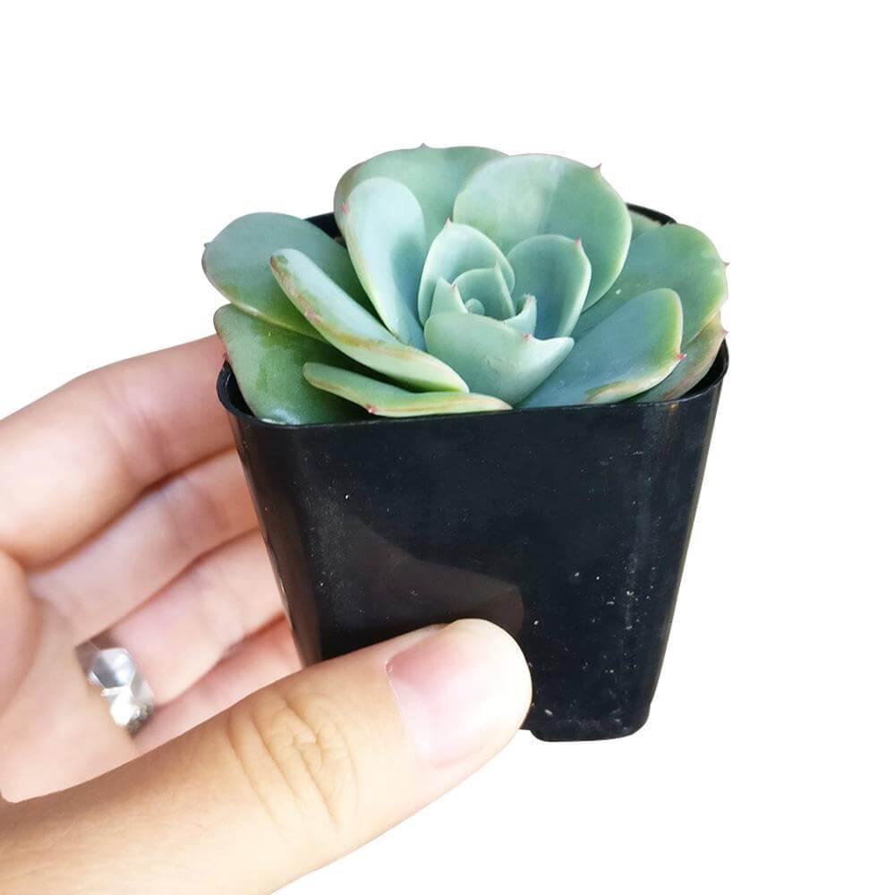 atlantis succulent Echeveria Atlantis Succulent 4 inch / Plastic Pot