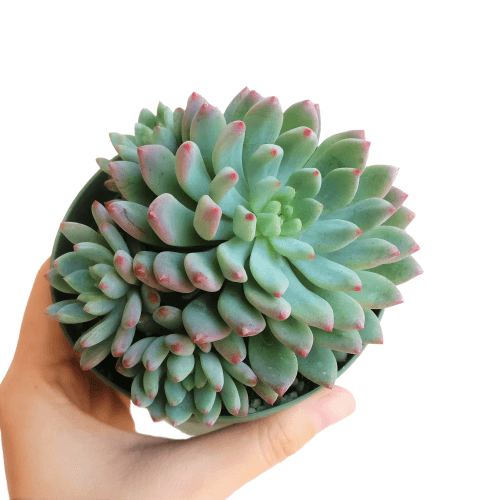 blue elf succulent, how to grow succulents, succulent plant, cactus, succulent subscription, succulents store in CA, Succulents, Rare succulents, succulents garden, blue elf succulent in California, How to grow blue elf succulent, Growing succulents for thanksgiving, echeveria, echeveria succulent, echeveria types, succulent echeveria, buy succulents online, succulent shop, succulent store, echeveria plant,  indoor succulents