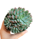 How to care for blue elf Succulent, How to make your succulent pink, How to change succulent color, How to make blue elf Succulent turn pink, Succulent turning pink, How to make succulents change color, How to grow colorful succulents, echeveria, echeveria succulent, echeveria types, succulent echeveria, buy succulents online, succulent shop, succulent store, echeveria plant, indoor succulents