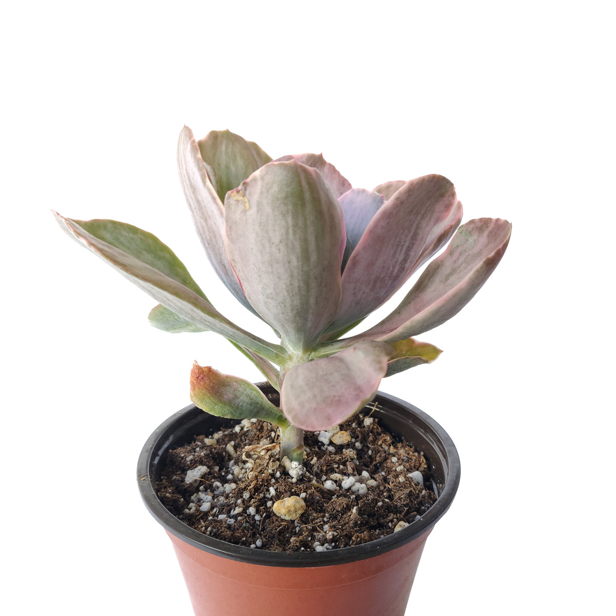 Echeveria Decora Variegated for sale, How to grow Echeveria Decora Variegated, Variegata Echeveria Decora broad flatish leaves, Rare Variegated Echeveria Decora, Tricolor Echeveria Decora Plant Care, Succulents, Succulents Gift Box, Succulent Home Decoration, Shop Succulents Online Store, Succulents Shop in California, echeveria, echeveria succulent, echeveria types, succulent echeveria, buy succulents online, succulent shop, succulent store, echeveria plant, indoor succulents