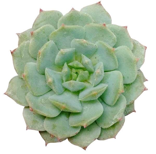 echeveria dondo succulent Echeveria Dondo Succulent