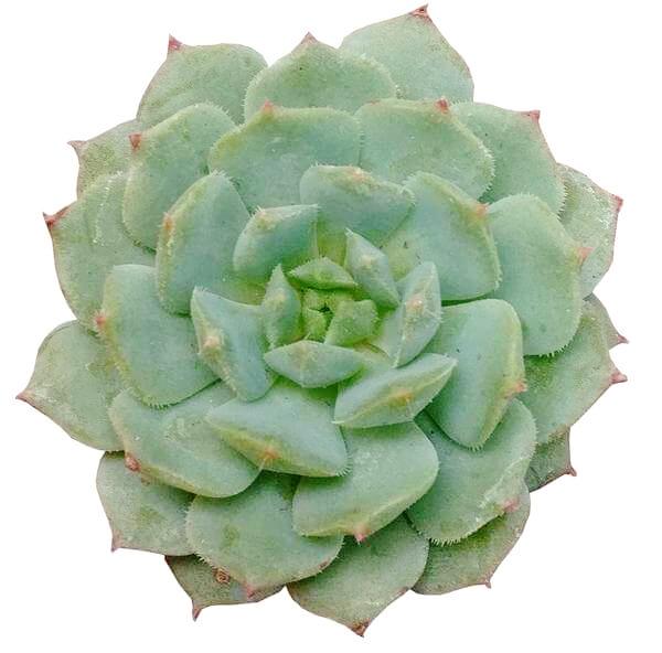 Echeveria Dondo for sale, Succulents shop near me, Succulents, succulent care tips, succulent subscription, succulents garden, succulent care guide, succulents store in CA, cactus, Echeveria Dondo  in California, How to grow Echeveria Dondo, How to care echeveria succulents for thanksgiving, Easter echeveria gift, echeveria, echeveria succulent, echeveria types, succulent echeveria, buy succulents online, succulent shop, succulent store, echeveria plant,  indoor succulents